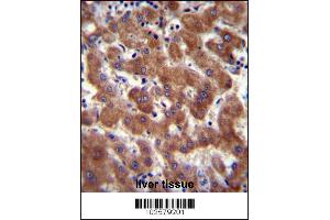 Androgen Receptor Antibody (ANDR) immunohistochemistry analysis in formalin fixed and paraffin embedded human liver tissue followed by peroxidase conjugation of the secondary antibody and DAB staining. (Androgen Receptor 抗体  (AA 365-392))
