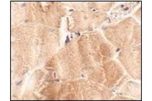 Immunohistochemistry of JPH2 in mouse skeletal muscle tissue with this product at 2. (Junctophilin 2 抗体  (C-Term))