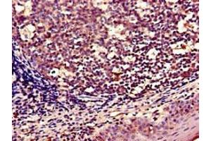 Immunohistochemistry of paraffin-embedded human tonsil tissue using ABIN7166304 at dilution of 1:100 (WNT5A 抗体  (AA 62-380))