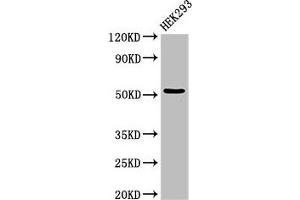Western Blot Positive WB detected in: HEK293 whole cell lysate All lanes: CYP39A1 antibody at 3 μg/mL Secondary Goat polyclonal to rabbit IgG at 1/50000 dilution Predicted band size: 55 kDa Observed band size: 55 kDa (CYP39A1 抗体  (AA 235-392))
