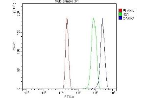Flow Cytometry analysis of RAW264. (CAMK4 抗体  (AA 19-469))