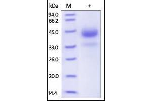 Human Cathepsin B, His Tag on SDS-PAGE under reducing (R) condition. (Cathepsin B Protein (CTSB) (AA 18-339) (His tag))