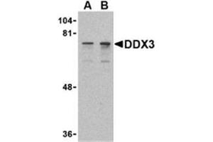 Western blot analysis of DDX3 in HepG2 cell lysate with AP30282PU-N DDX3 antibody at (A) 0. (DDX3X 抗体  (N-Term))