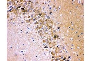 IHC-P testing of rat brain tissue (Glutamate Receptor 1 抗体  (AA 19-360))