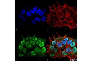 Immunocytochemistry/Immunofluorescence analysis using Mouse Anti-SHANK1/SHANK3 Monoclonal Antibody, Clone S367-51 . (SHANK3 抗体  (AA 538-626) (PE))