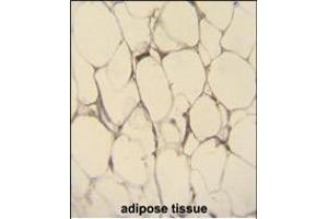FBLN7 Antibody (N-term) (ABIN655132 and ABIN2844759) immunohistochemistry analysis in formalin fixed and paraffin embedded human adipose tissue followed by peroxidase conjugation of the secondary antibody and DAB staining. (FBLN7 抗体  (N-Term))