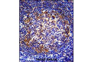 X5 Antibody (Center) (ABIN655650 and ABIN2845125) immunohistochemistry analysis in formalin fixed and raffin embedded human tonsil tissue followed by peroxidase conjugation of the secondary antibody and DAB staining. (PAX5 抗体  (AA 178-207))