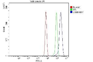Flow Cytometry analysis of RH35 cells using anti-LSM8 antibody (ABIN7599578). (NAA38 抗体  (AA 1-96))