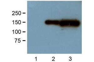 1:1000 (1μg/mL) Ab dilution probed against HEK293 cells transfected with GFP-tagged protein vector: untransfected control (1), 1μg (2) and 10μg (3) of cell lysates used (GFP 抗体)