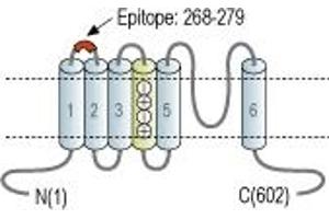 Representative domain view of the target of ABIN7237781.