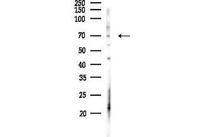 anti-Secretogranin II (SCG2) (N-Term) antibody