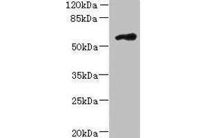 Western blot All lanes: FAM126B antibody at 7 μg/mL + A431 whole cell lysate Secondary Goat polyclonal to rabbit IgG at 1/10000 dilution Predicted band size: 59 kDa Observed band size: 59 kDa (FAM126B 抗体  (AA 281-530))