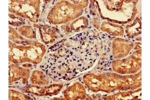 Immunohistochemistry of paraffin-embedded human kidney tissue using ABIN7162738 at dilution of 1:100 (GIPC1 抗体  (AA 7-74))