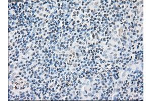 Immunohistochemical staining of paraffin-embedded pancreas tissue using anti-FKBP5mouse monoclonal antibody. (FKBP5 抗体)