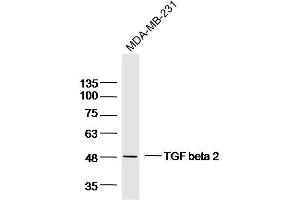 MDA-MB-231 lysates probed with TGF beta 2 Polyclonal Antibody, Unconjugated  at 1:300 dilution and 4˚C overnight incubation. (TGFB2 抗体  (AA 351-414))