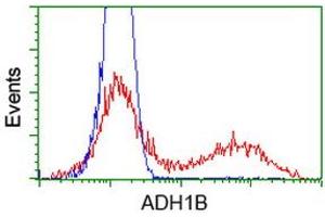 HEK293T cells transfected with either RC205391 overexpress plasmid (Red) or empty vector control plasmid (Blue) were immunostained by anti-ADH1B antibody (ABIN2454481), and then analyzed by flow cytometry. (ADH1B 抗体)