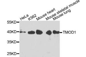 Western blot analysis of extracts of various cells, using TMOD1 antibody. (Tropomodulin 1 抗体)