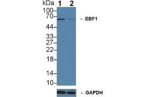 Western blot analysis of (1) Wild-type Raji cell lysate, and (2) EBF1 knockout Raji cell lysate, using Rabbit Anti-Human EBF1 Antibody (3 µg/ml) and HRP-conjugated Goat Anti-Mouse antibody ( (EBF1 抗体  (AA 179-451))