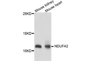 Western blot analysis of extracts of various cell lines, using NDUFA2 antibody. (NDUFA2 抗体)