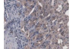 DAB staining on IHC-P; Samples: Mouse Stomach Tissue (CBFB 抗体  (AA 1-187))