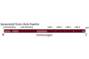 Image no. 3 for anti-Paxillin (PXN) (AA 1-557) antibody (ABIN968043) (Paxillin 抗体  (AA 1-557))