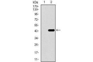 Western blot analysis using T mAb against HEK293 (1) and T (AA: 218-352)-hIgGFc transfected HEK293 (2) cell lysate.