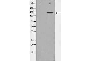 Western blot analysis on 293 cell lysate using GAK Antibody. (GAK 抗体  (N-Term))