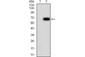 Western blot analysis using HDAC6 mAb against HEK293 (1) and HDAC6 (AA: 482-800)-hIgGFc transfected HEK293 (2) cell lysate. (HDAC6 抗体  (AA 482-800))