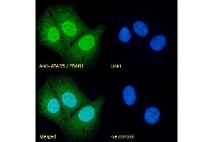 (ABIN190860) Immunofluorescence analysis of paraformaldehyde fixed U2OS cells, permeabilized with 0. (ATAD5 抗体  (Internal Region))