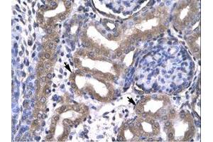 Image no. 1 for anti-KIN, Antigenic Determinant of RecA Protein Homolog (KIN) (AA 230-279) antibody (ABIN6735789) (KIN 抗体  (AA 230-279))