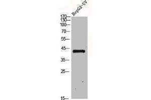 Western Blot analysis of HepG2-UV cells using GPR120 Polyclonal Antibody (O3FAR1 抗体  (Internal Region))