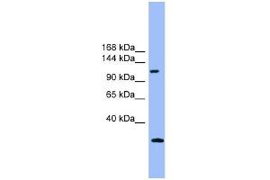 WB Suggested Anti-KIAA0226 Antibody Titration: 0. (Rubicon 抗体  (Middle Region))