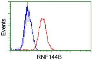 Image no. 1 for anti-Ring Finger Protein 144B (RNF144B) (AA 1-256) antibody (ABIN1490649) (RNF144B 抗体  (AA 1-256))