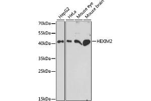Western blot analysis of extracts of various cell lines, using HEXIM2 antibody (ABIN7267637) at 1:1000 dilution. (HEXIM2 抗体  (AA 147-286))