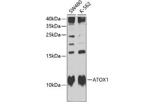 Western blot analysis of extracts of various cell lines, using  Antibody  at 1:1000 dilution. (ATOX1 抗体  (AA 1-68))