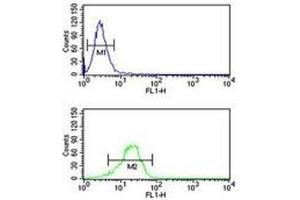 NQO1 antibody flow cytometric analysis of NCI-H460 cells (green) compared to a negative control (blue). (NQO1 抗体  (AA 118-144))
