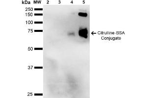 Western Blot analysis of Citrulline-BSA Conjugate showing detection of 67 kDa Citrulline-BSA using Mouse Anti-Citrulline Monoclonal Antibody, Clone 2D3-1B9 . (Citrulline 抗体  (Atto 390))