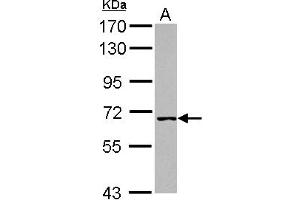Western Blotting (WB) image for anti-Werner Helicase Interacting Protein 1 (WRNIP1) (AA 403-665) antibody (ABIN1501758) (WRNIP1 抗体  (AA 403-665))