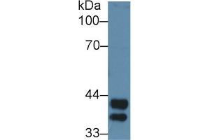 Western Blot; Sample: Mouse Liver lysate; Primary Ab: 3µg/ml Rabbit Anti-Rat Hpt Antibody Second Ab: 0. (Haptoglobin 抗体  (AA 104-346))