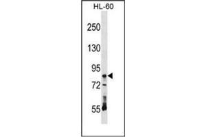 Western blot analysis of RAVER1 Antibody (N-term) in HL-60 cell line lysates (35ug/lane). (RAVER1 抗体  (N-Term))