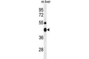 Western blot analysis of CHN2 (arrow) in mouse liver tissue lysates (35ug/lane) using ARHGAP3/CHN2  (CHN2 抗体  (Middle Region))
