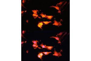 Immunofluorescence (IF) image for anti-Folliculin (FLCN) (AA 1-130) antibody (ABIN7267226)