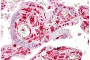 Anti-STRAP antibody IHC staining of human placenta. (STRAP 抗体  (AA 101-150))
