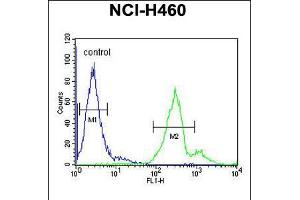 Flow cytometric analysis of NCI-H460 cells (right histogram) compared to a negative control cell (left histogram). (LAPTM5 抗体  (N-Term))