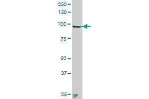 ANAPC2 MaxPab polyclonal antibody. (ANAPC2 抗体  (AA 1-822))