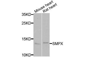 Western blot analysis of extracts of various cell lines, using SMPX antibody (ABIN5974080) at 1/1000 dilution. (SMPX 抗体)