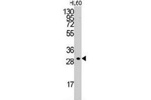 Western blot analysis of CCNC polyclonal antibody  in HL-60 cell line lysates (35 ug/lane). (Cyclin C 抗体  (C-Term))