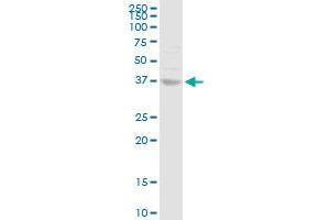 Western Blotting (WB) image for anti-Annexin A10 (ANXA10) (AA 1-324) antibody (ABIN524624)