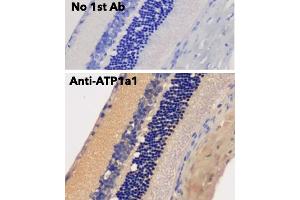 Immunohistochemistry (IHC) image for anti-Sodium Potassium ATPase, alpha1 (ATP1A1) (N-Term) antibody (ABIN7272975) (ATP1A1 抗体  (N-Term))