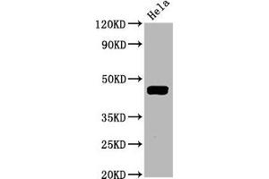 Western Blot Positive WB detected in Hela whole cell lysate All lanes Phospho-MAP2K1 antibody at 1. (Recombinant MEK1 抗体  (pThr292))
